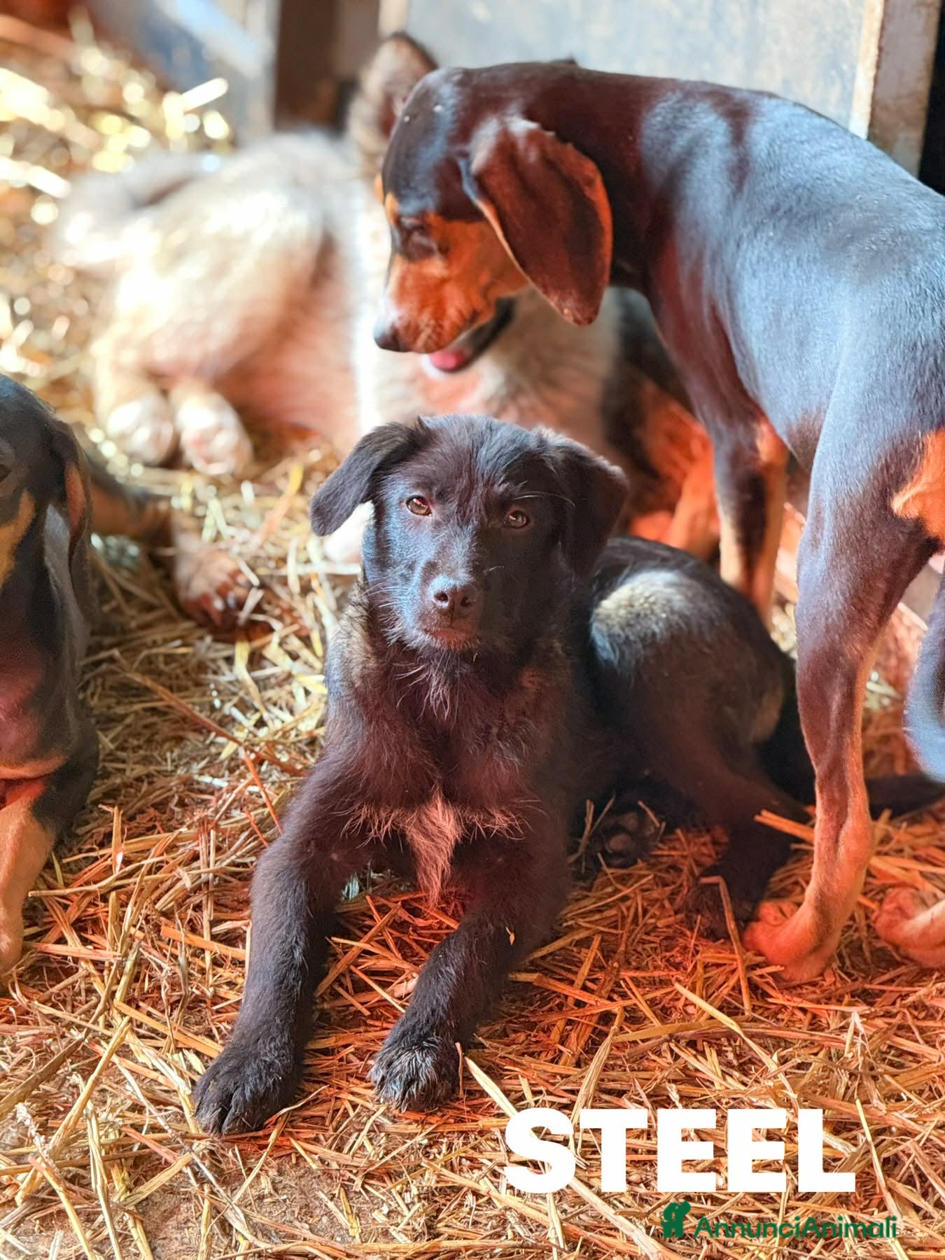 Meticcio cani in regalo: SILVER & STEEL, cuccioli dal manto argenteo!  - Annuncio 2