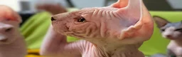 Sphynx gatti in vendita: 2 Gattini Canadian Sphynx con PEDIGREE - Annuncio 10