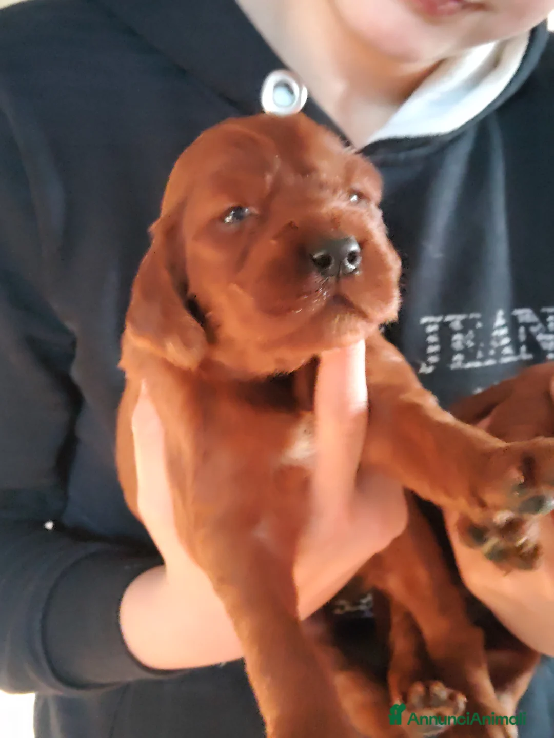 Setter Irlandese cani in vendita: Setter Irlandese Cuccioli  - Annuncio 4