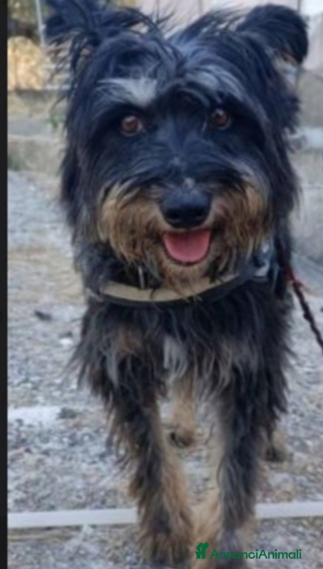 Meticcio cani in regalo: Milo 7anni aspetta casa da tanto..AGRIGENTO a Città metropolitana di Milano - Annuncio 2