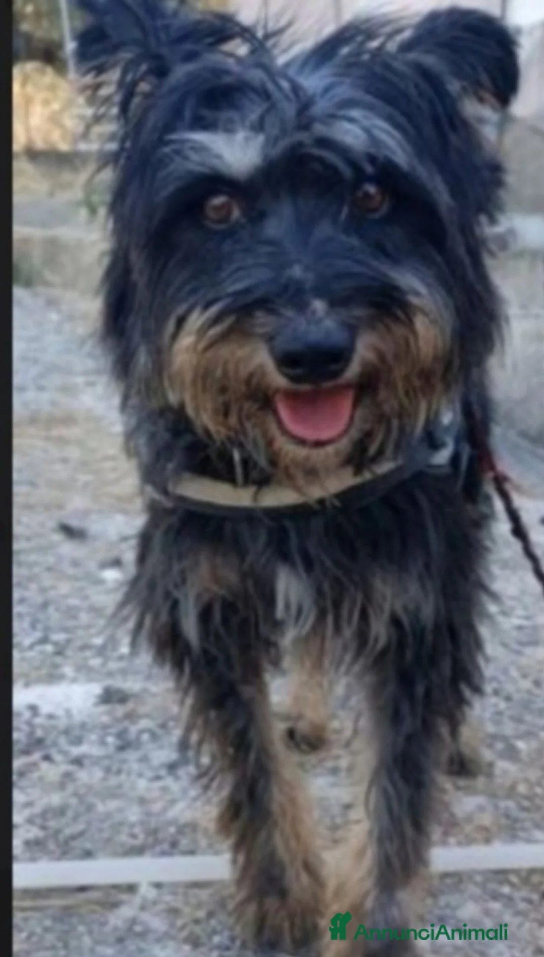 Meticcio cani in regalo: Milo 7anni aspetta casa da tanto..AGRIGENTO a Città metropolitana di Milano - Annuncio 2