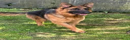 Pastore Tedesco cani in vendita: Pastore tedesco cuccioli - Annuncio 1