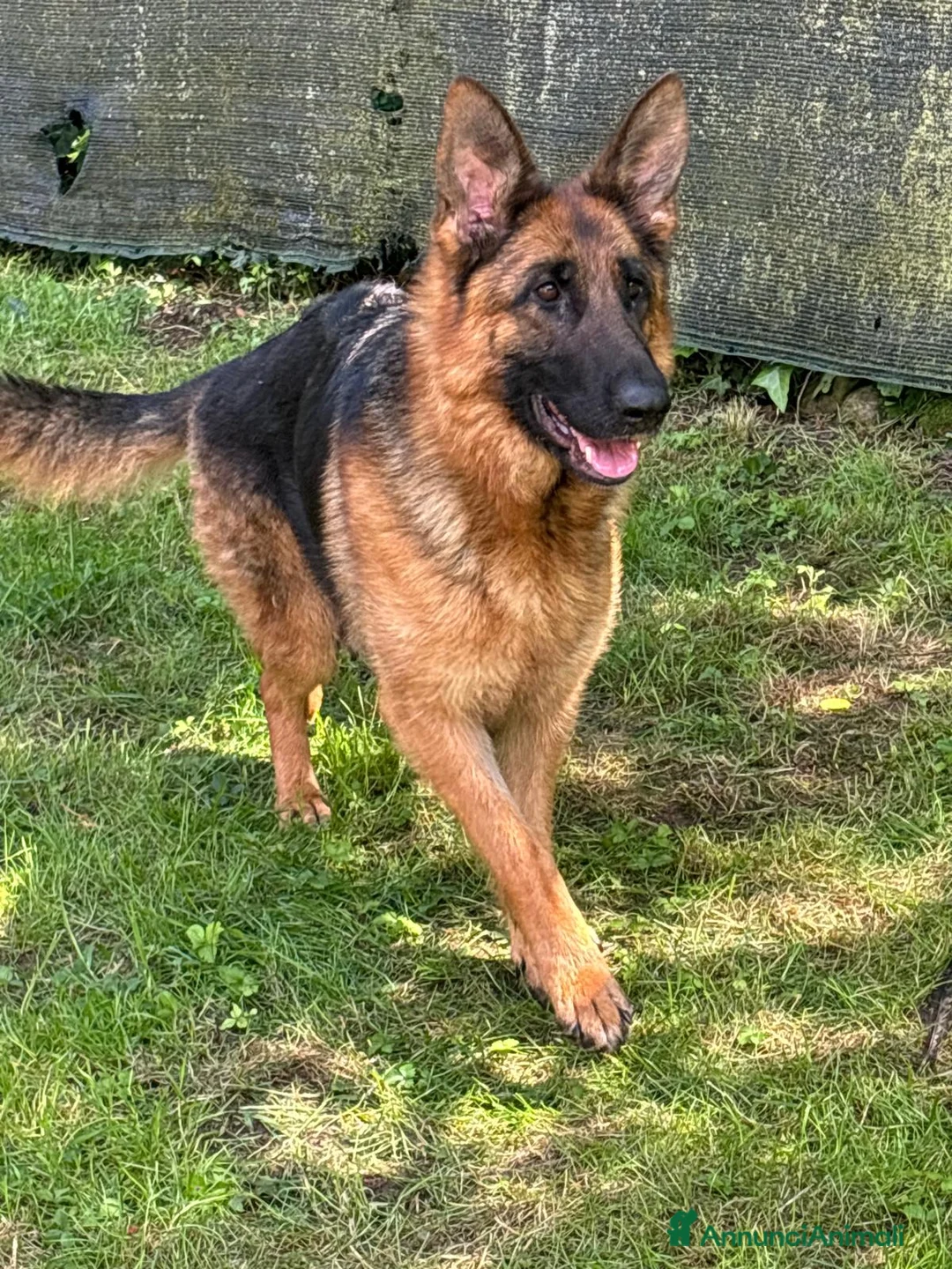 Pastore Tedesco cani in vendita: Pastore tedesco cuccioli - Annuncio 1