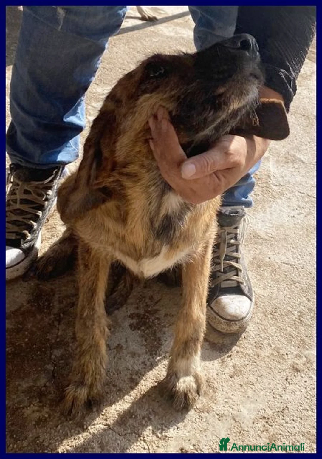 Meticcio cani in regalo: BRISTOL - Annuncio 5