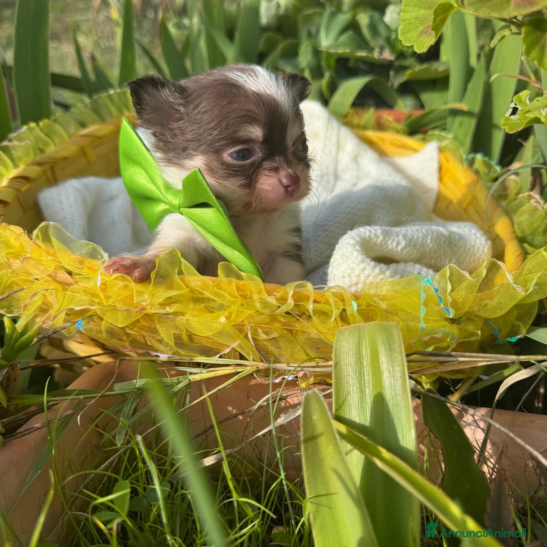 Chihuahua cani in vendita: 5 meravigliosi cuccioli chihuahua pedigree enci  - Annuncio 3