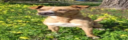 Meticcio cani in regalo: SPILLO 💙 12 kg. Mille avventure possibili. a Provincia di Vicenza - Annuncio 3