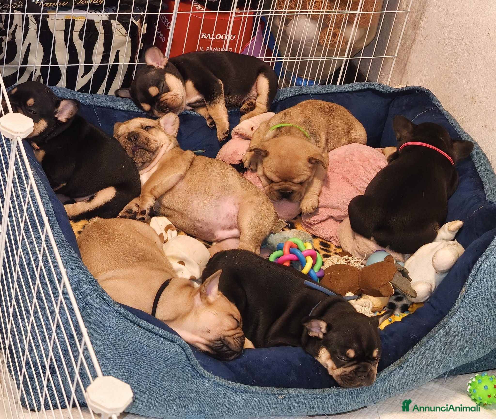 Bulldog Francese cani 4 cuccioli di Bulldog Francese - Annuncio 1