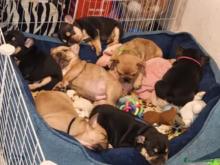 Bulldog Francese cani 4 cuccioli di Bulldog Francese - Annuncio 15