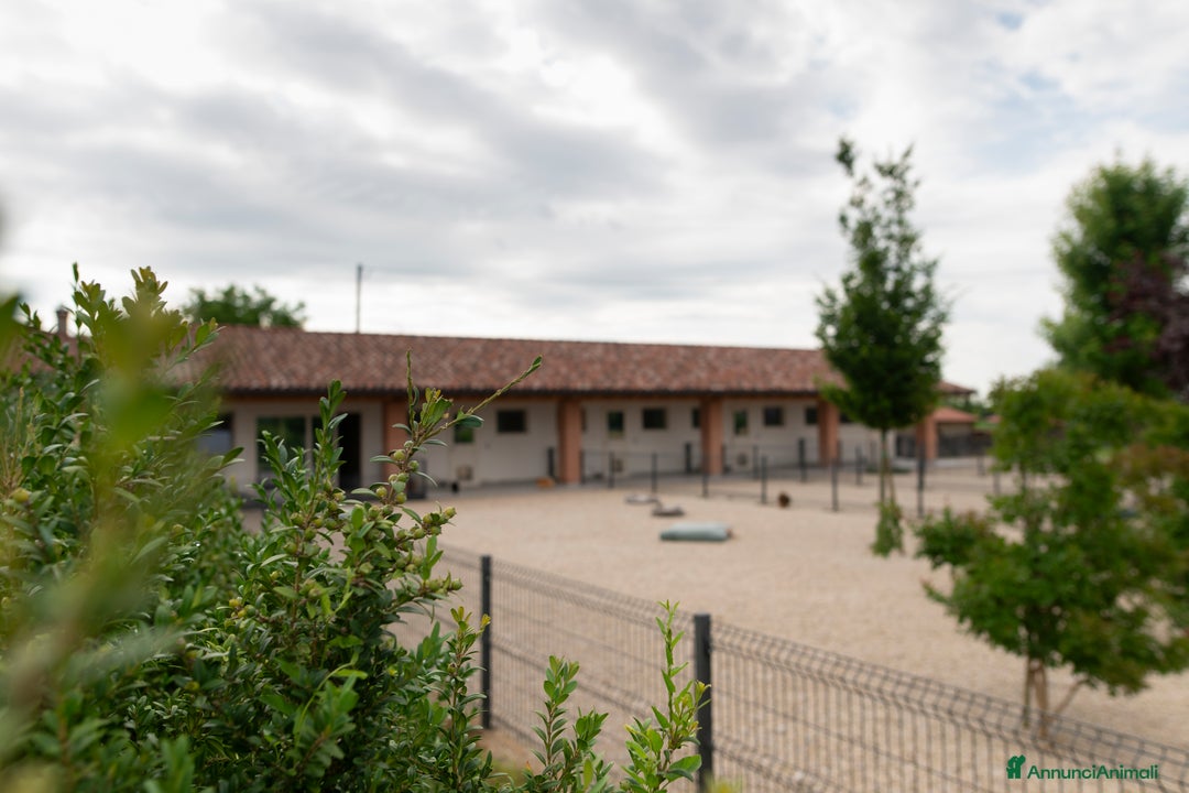 Immagine della galleria {{count}}