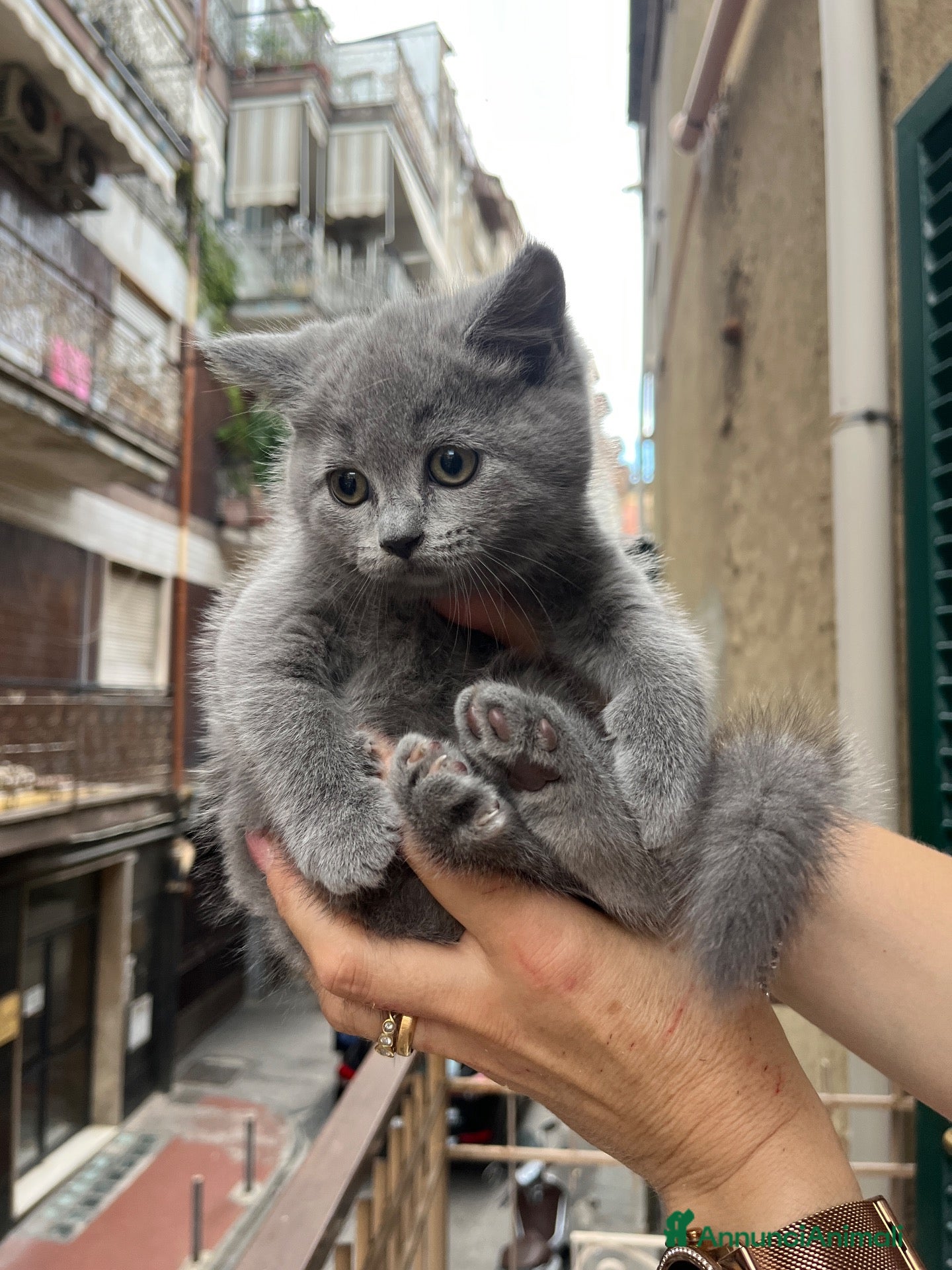 Scottish gatti Scottish Fold & Strait blu - Annuncio 1