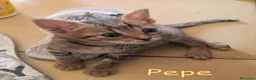 Europeo gatti in regalo:  PEPE DOLCISSIMO GATTINO DI DUE MESI - Annuncio 4