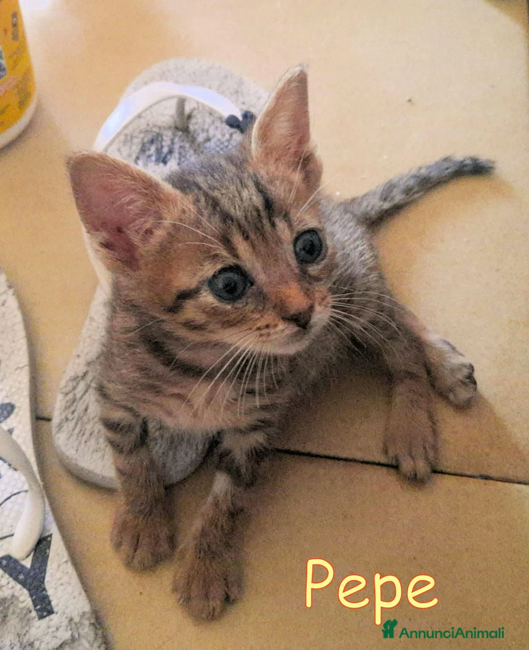 Europeo gatti in regalo:  PEPE DOLCISSIMO GATTINO DI DUE MESI - Annuncio 4