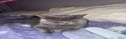 British gatti per accoppiamento: British shorthair Maschio Accopiamento a Provincia di Treviso - Annuncio 6