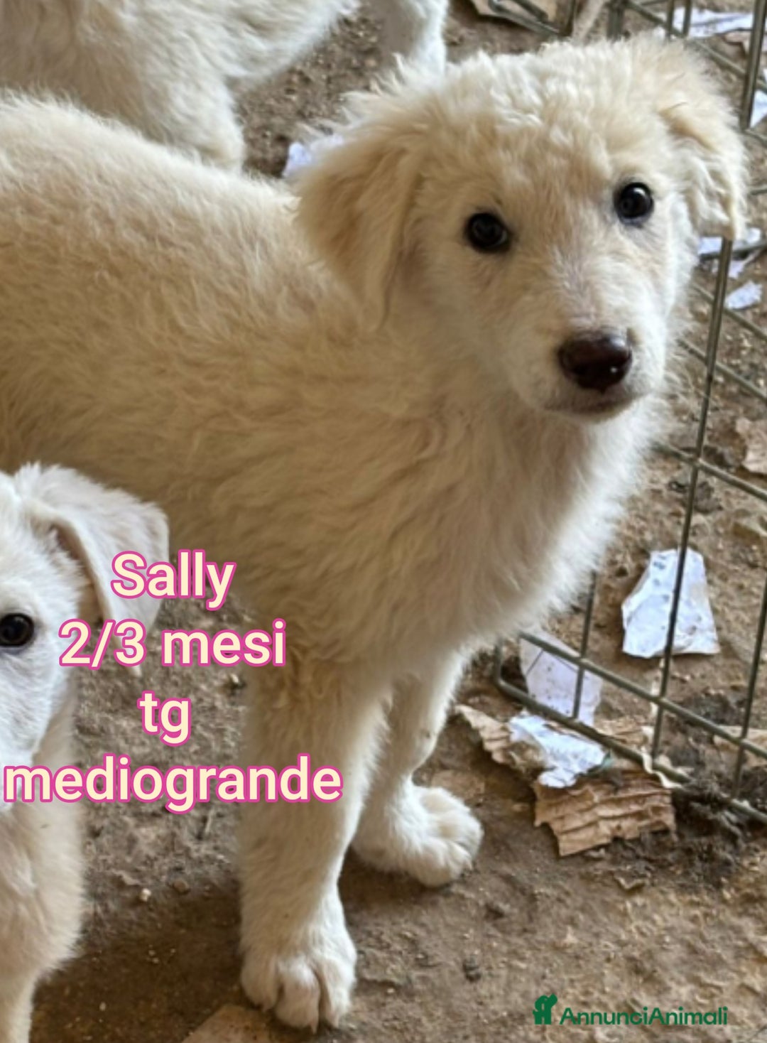 Meticcio cani in regalo: CUCCIOLI CERCANO CASA E AMORE - Annuncio 4