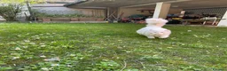 British gatti in vendita: adorabile e meraviglioso gattini  - Annuncio 12