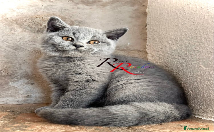 British gatti - Annuncio 5