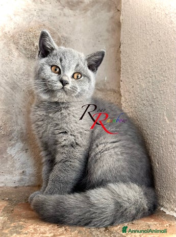 British gatti - Annuncio 15