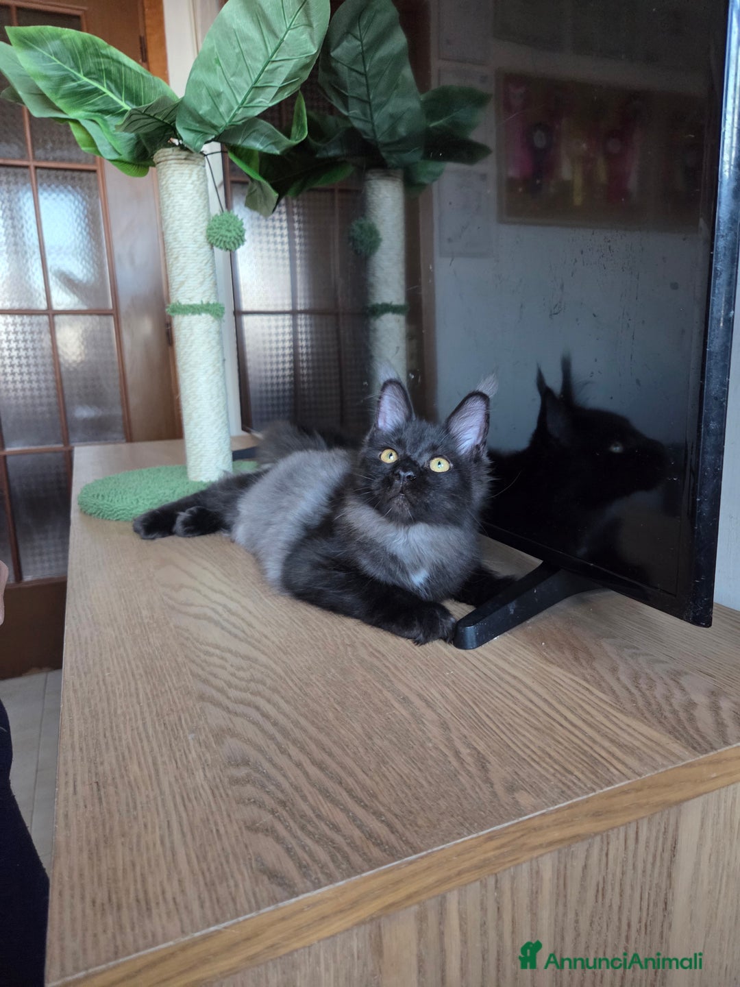 Maine Coon gatti in vendita: Ultimi 4 cuccioli Maine Coon - Annuncio 13