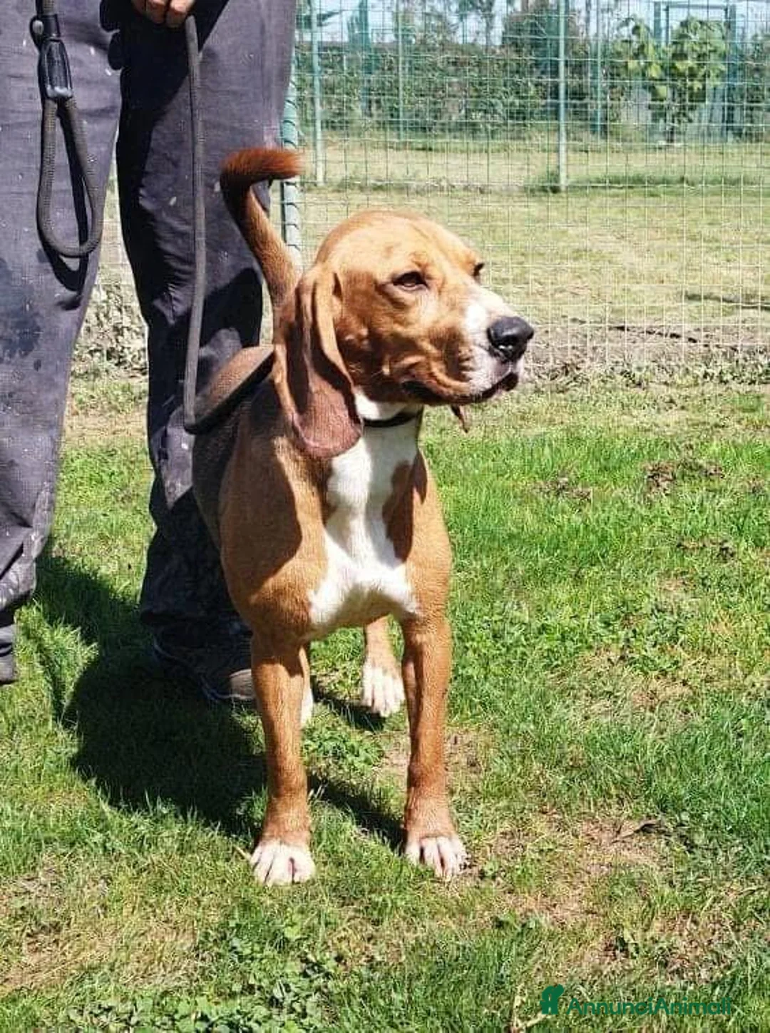 Meticcio cani in regalo: Mix Beagle 3anni 11/12kg aspetta casa.PAVIA a Città metropolitana di Milano - Annuncio 3