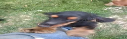 Cocker cani in vendita: Cuccioli di cocker spanoel - Annuncio 5