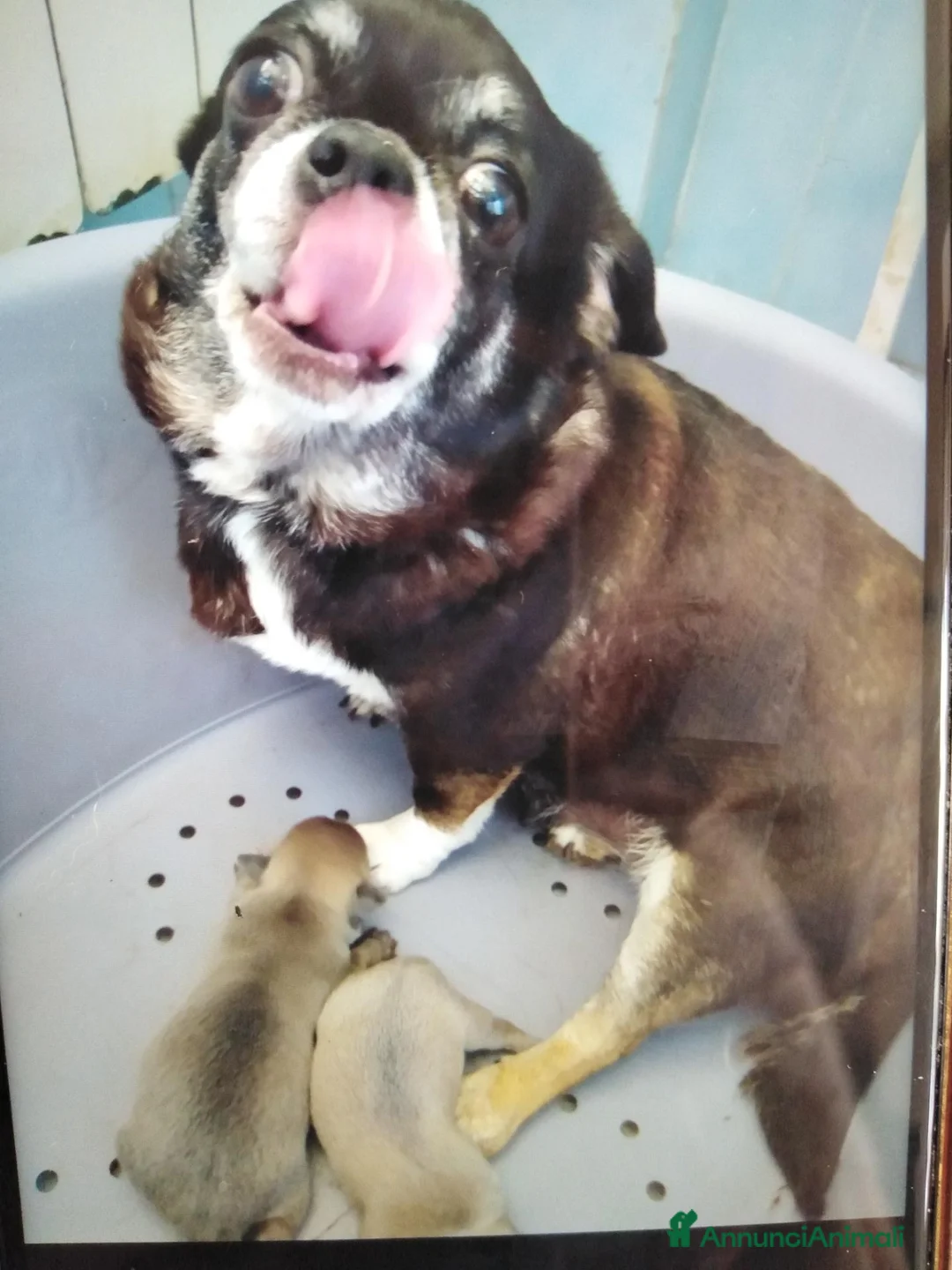 Chihuahua cani in vendita: Chihuahua cucciola femmina  - Annuncio 2