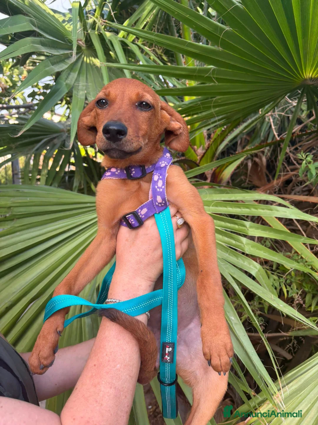 Meticcio cani in regalo: TRILLY, TOMBOLA E FREJA - Annuncio 4