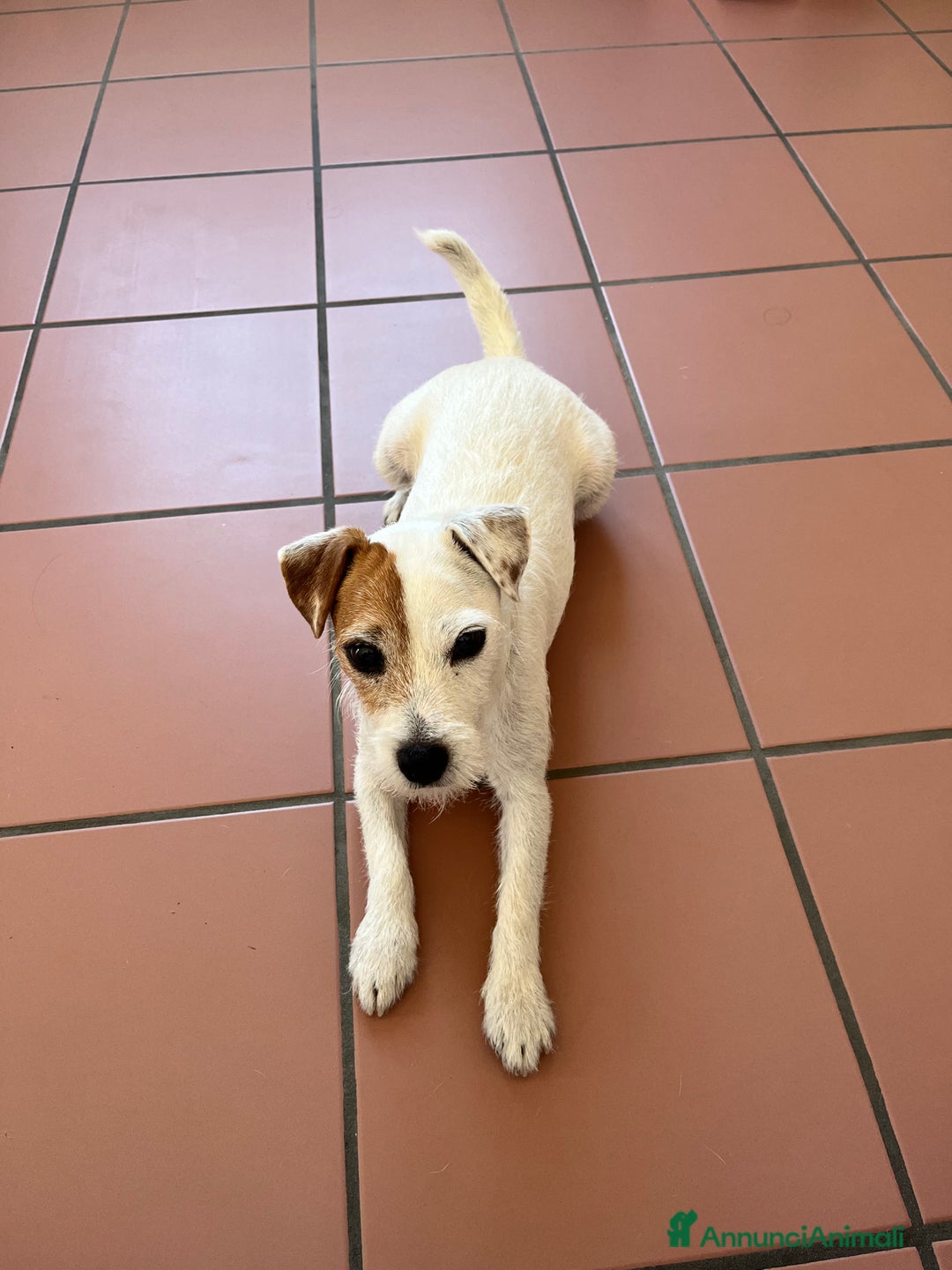 Parson Russell cani in regalo: Famiglia per Kira - Annuncio 5