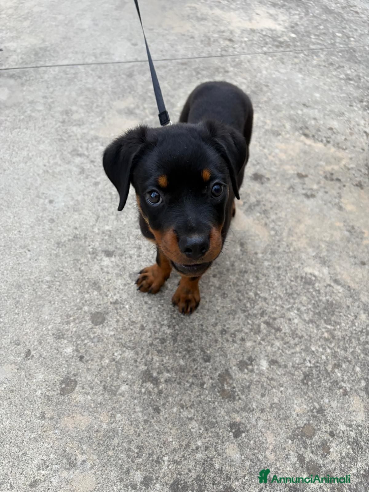 Rottweiler cani Rottweiler  - Annuncio 25