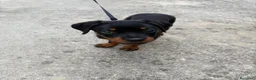 Rottweiler cani in vendita: Rottweiler  - Annuncio 1