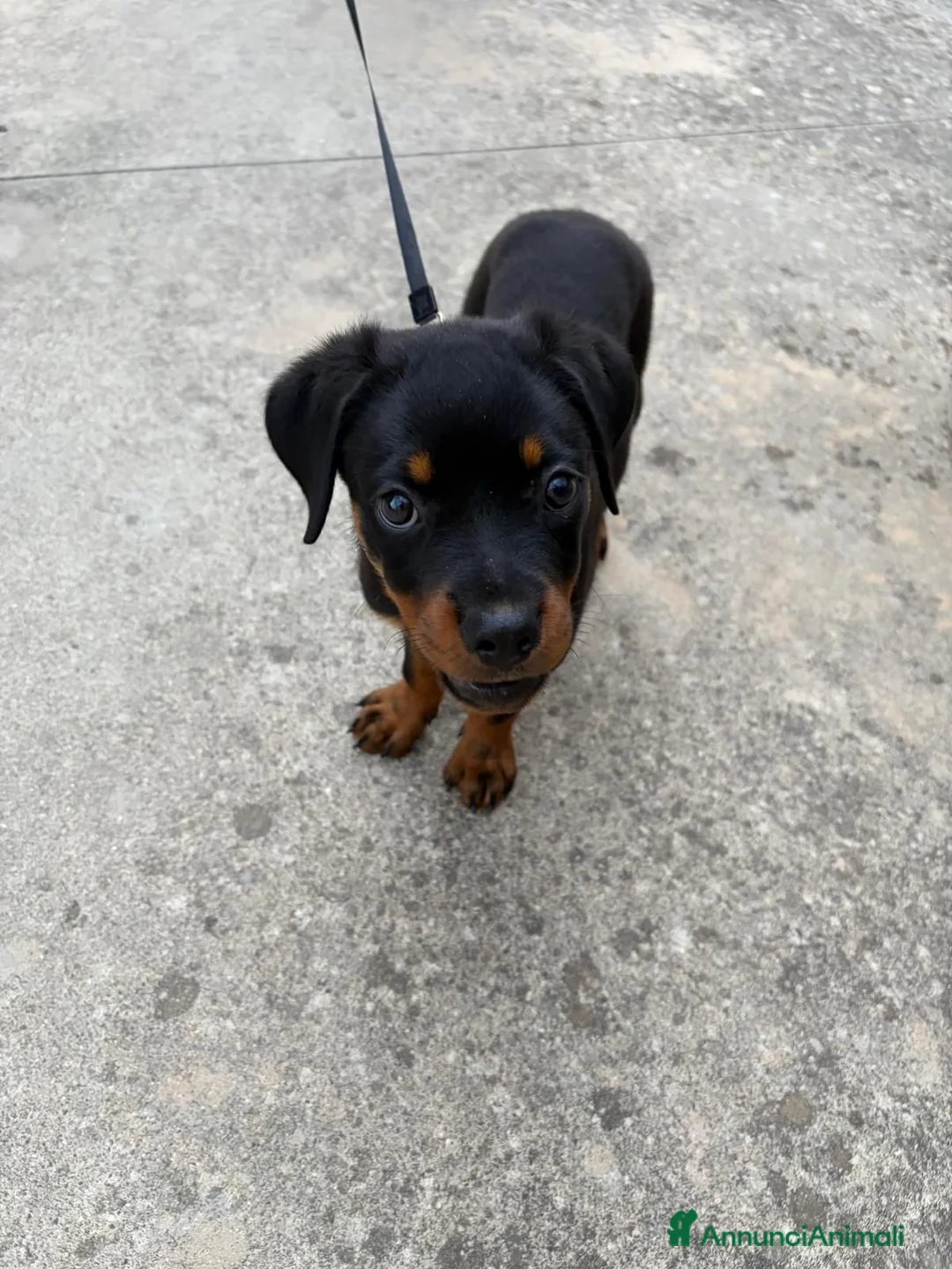 Rottweiler cani in vendita: Rottweiler  - Annuncio 1