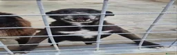 Meticcio cani in regalo: Cloe: nonnina adorabile taglia piccola  - Annuncio 2