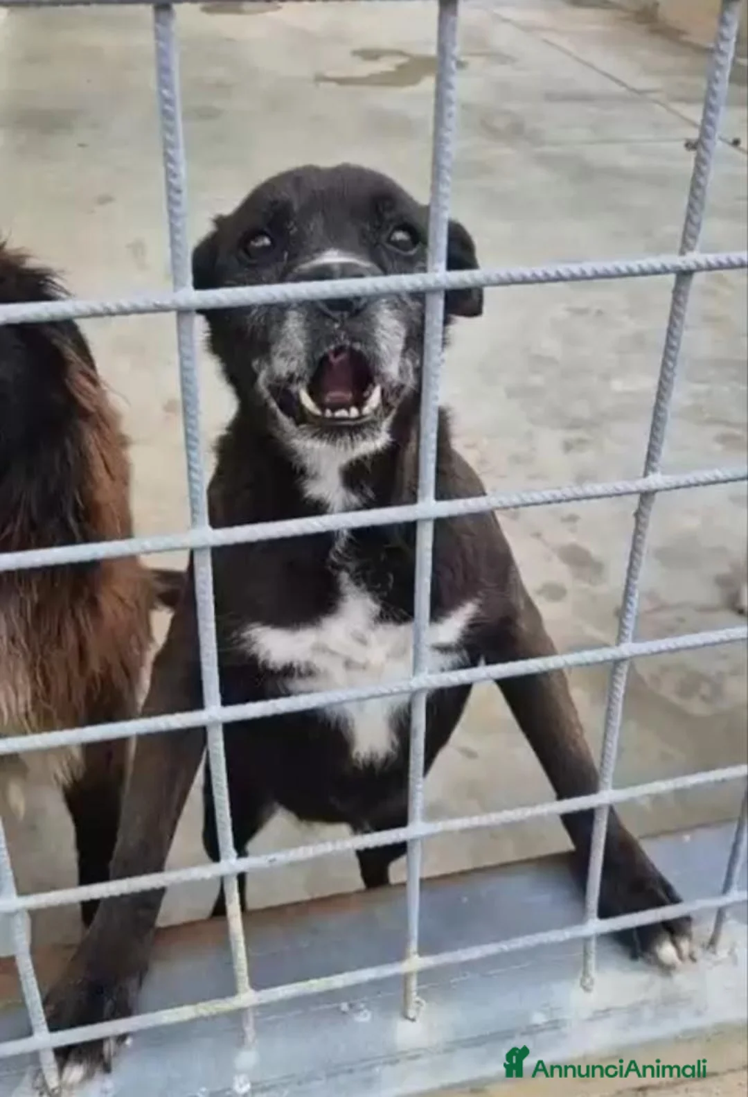 Meticcio cani in regalo: Cloe: nonnina adorabile taglia piccola  - Annuncio 2