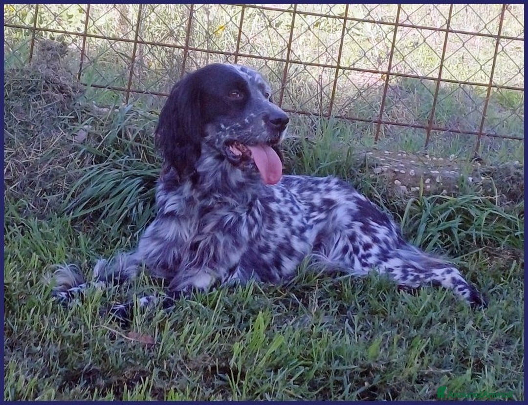 Setter Inglese cani in regalo: TANZANIA simpatica ed affettuosa 4anni - Annuncio 2