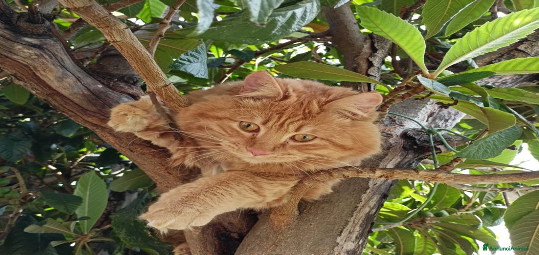 Immagine della galleria {{count}}