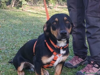 Meticcio cani BRUNO HA BISOGNO DI UNA CASA E TANTO AMORE - Annuncio 12