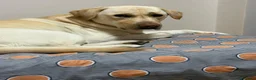 Labrador cani in regalo: Labrador  a Provincia del Verbano-Cusio-Ossola - Annuncio 4