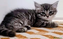Siberiano gatti in vendita: Cuccioli siberiani  a Città Metropolitana di Genova - Immagine 2