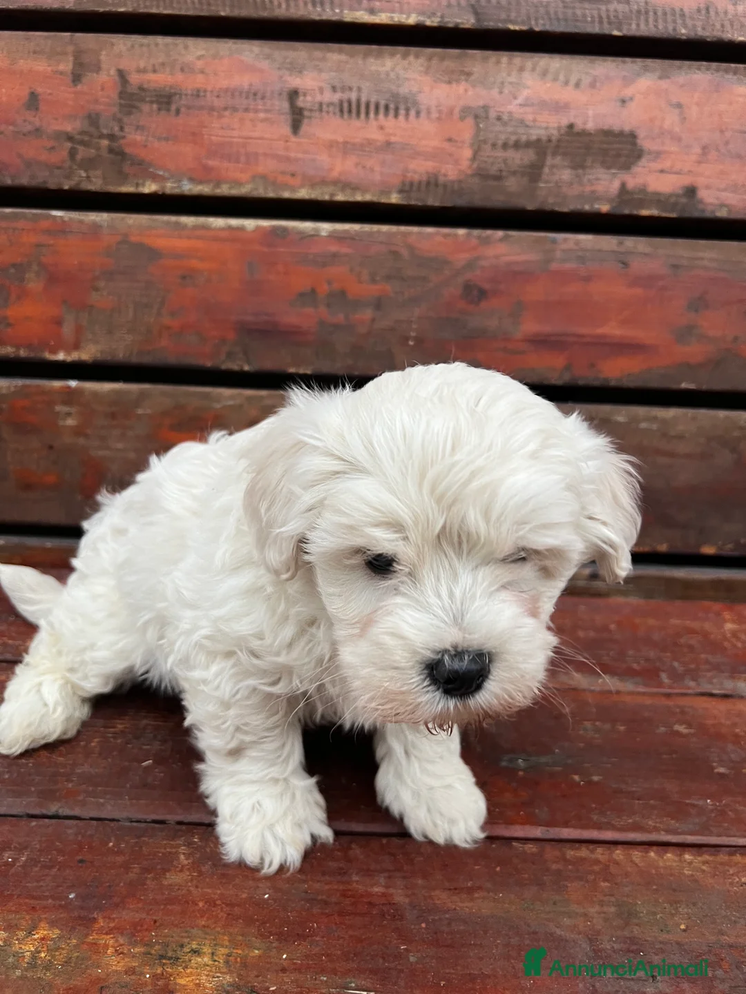 Meticcio cani in vendita: Maltipoo - Annuncio 4