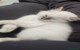 Sacro di Birmania gatti in vendita: Sacro di Birmania  - Immagine 6