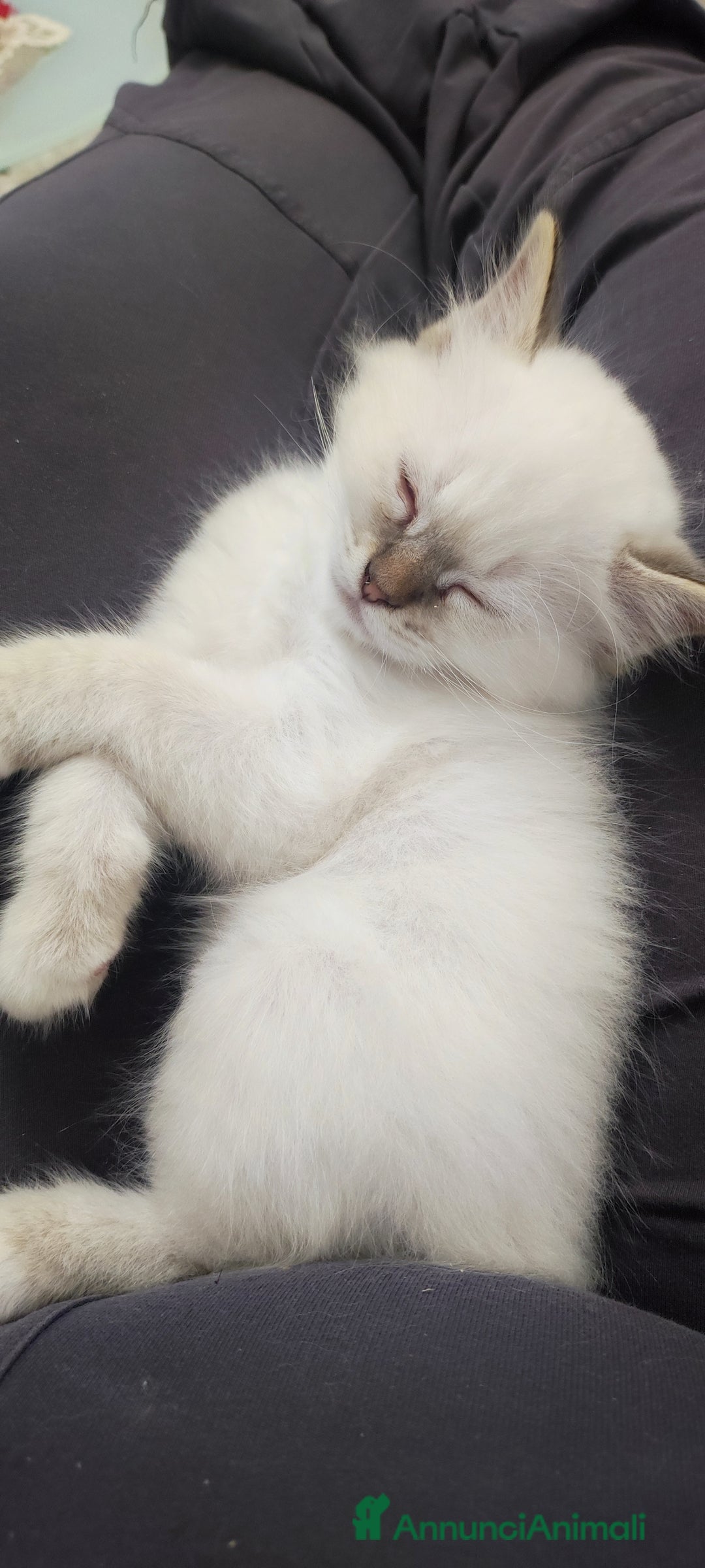 Sacro di Birmania gatti in vendita: Sacro di Birmania  - Immagine 6