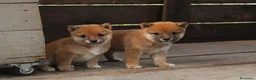 Shiba Inu cani in vendita:   Mame Shiba di piccola taglia – cuccioli rossi  - Annuncio 9