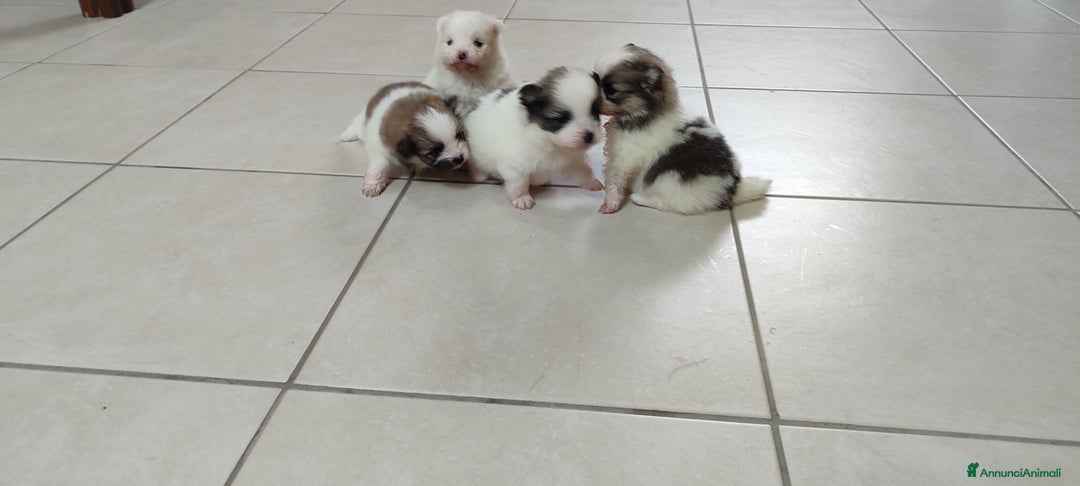 Spitz cani in vendita: Spitz Pomerania - Annuncio 13