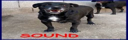 Meticcio cani in regalo: SOUND festoso e buono con tutti a Città metropolitana di Milano - Annuncio 1