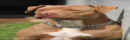 Pitbull cani in vendita: American pitbull terrier ukc - Annuncio 12