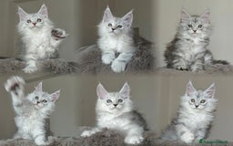 Maine Coon gatti in vendita: 6Cuccioli di MaineCoon con WCF - Immagine 1