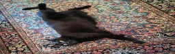 Europeo gatti in regalo: Gatto buono e da appartamento  - Annuncio 4