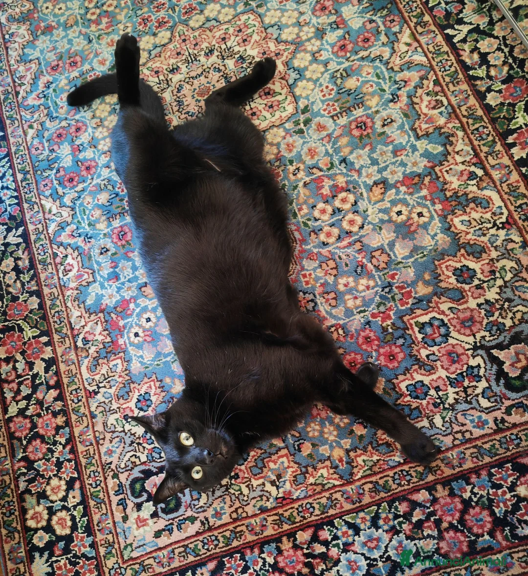 Europeo gatti in regalo: Gatto buono e da appartamento  - Annuncio 4