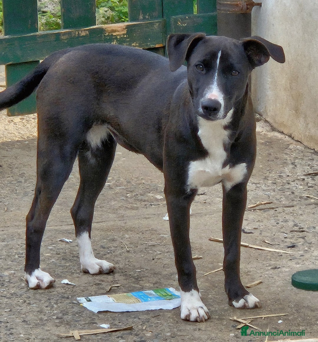 Meticcio cani in regalo: MAYA MIX LABRADORINA  - Annuncio 3
