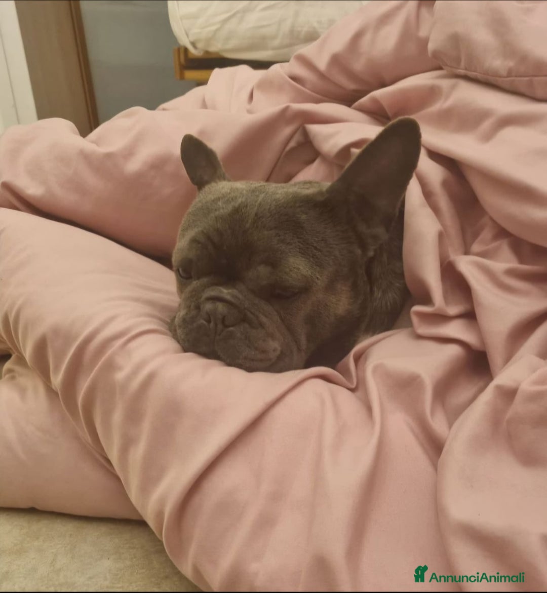 Bulldog Francese cani in vendita: Buldoghina francese, piccola e bella! - Annuncio 2