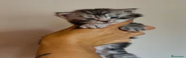Maine Coon Gattino 2